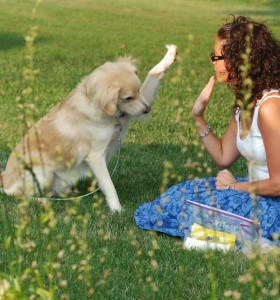 dog trainer resumes