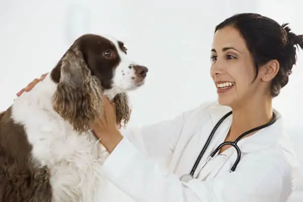 Doctor of veterinary medicine resume