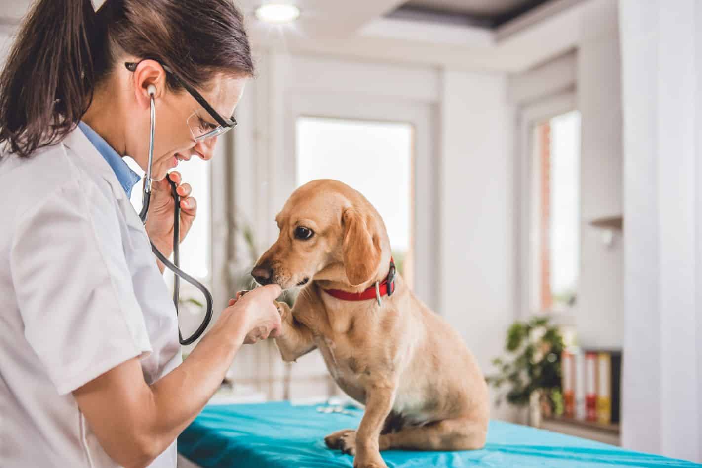 Animal care